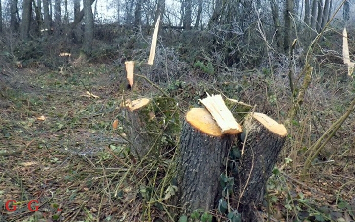 Osumnjičen za krađu drva Osumnjičen za krađu drva