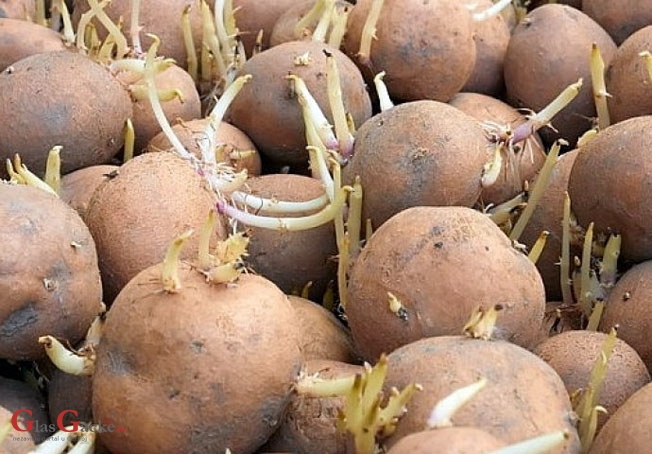 Nema više Tuberita, Tuberpropa, Neo-stopa …