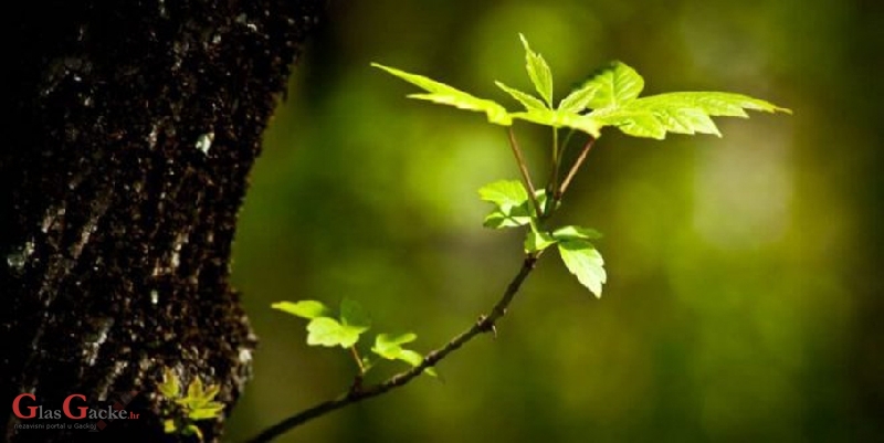Stotine milijuna kuna za šume i oko šuma