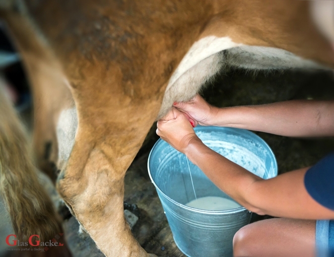 Uspješna pomoć malima mljekarama u otkupu mlijeka