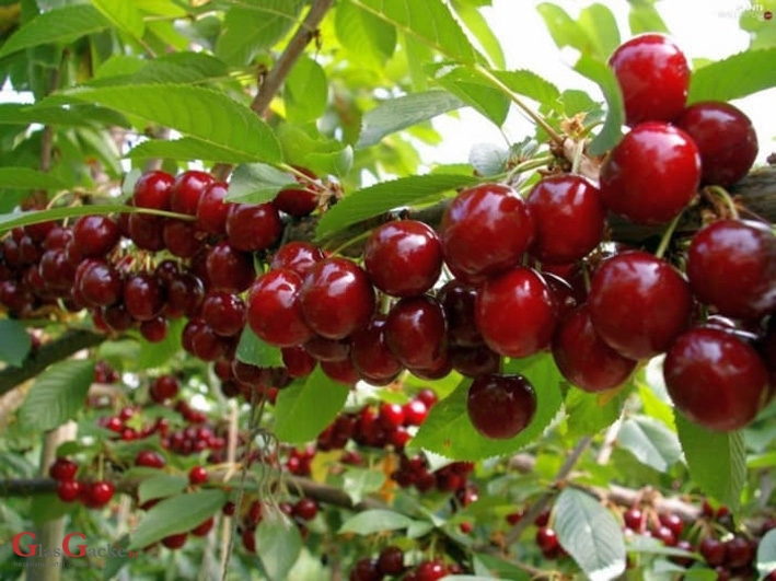 Priznatima proizvođačkim organizacijama u sektoru voća i povrća osigurana financijska potpora putem operativnih programa