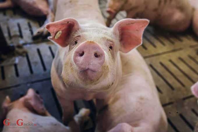 Potpora porizvođačima tovnih svinja