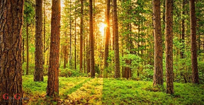 Hrvatske šume uplatile 42 milijuna kuna šumskog doprinosa za 1. kvartal 