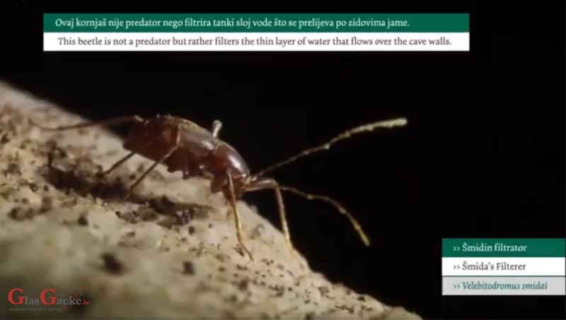 KoHo pedagogija