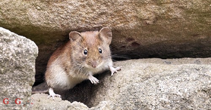 Kud korona, tud i - mišja groznica