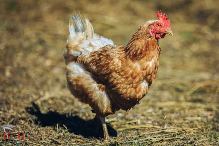 100 milijuna kuna za alternativne načine držanja kokoši nesilica