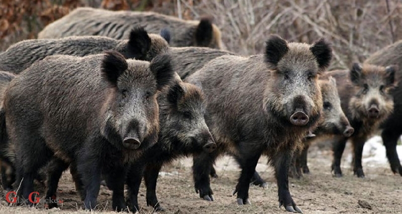 Uskoro jedinstveno osiguranje za štete od divljači koje će uključiti i poljoprivredne usjeve 