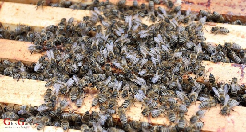 Donesen Pravilnik o provedbi programa potpore međimurskim pčelarima vrijedan milijun kuna 