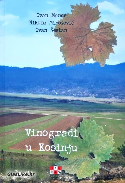 Raritet: Vinogradi u Kosinju