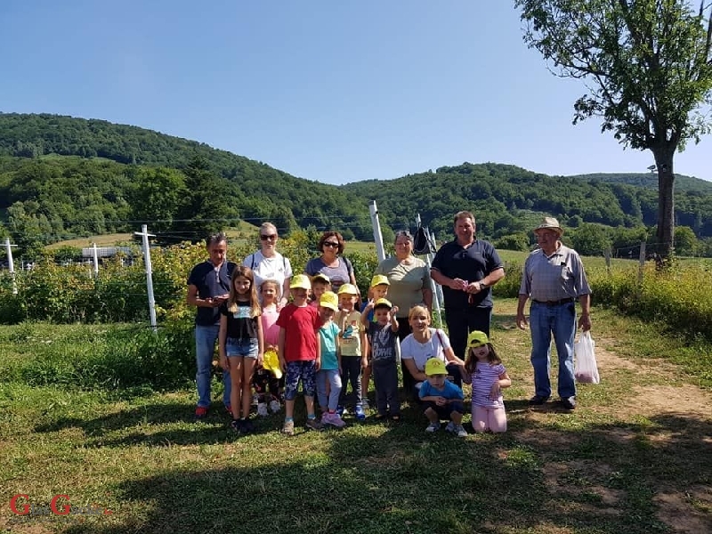 Djeca iz brinjskog vrtića posjetili OPG Rajačić i kušali maline 