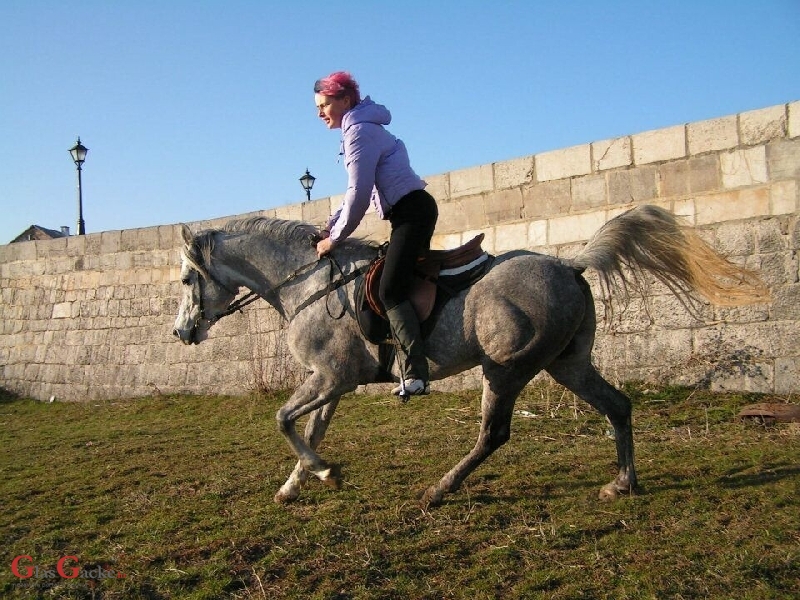 Ana Jergović, lička šaptačica konjima