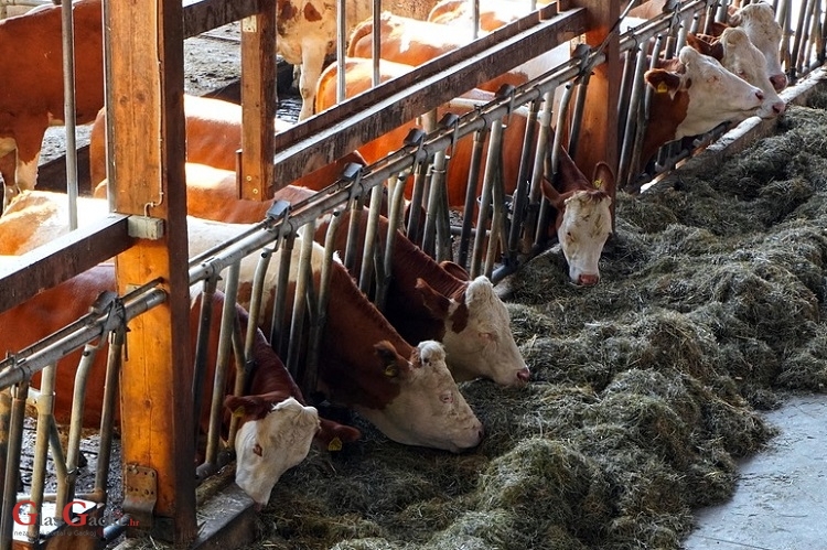 Isplaćeno gotovo 13 milijuna kuna potpore u sustavu krava-tele, uzgajivačima ovaca, koza, izvornih pasmina peradi te proizvođačima šećerne repe 