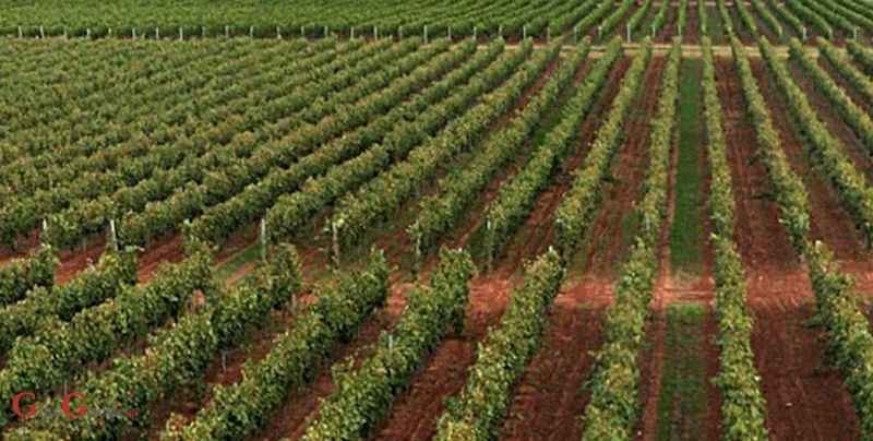 6 milijuna kuna potpore regionalnim organizacijama vinara i vinogradara