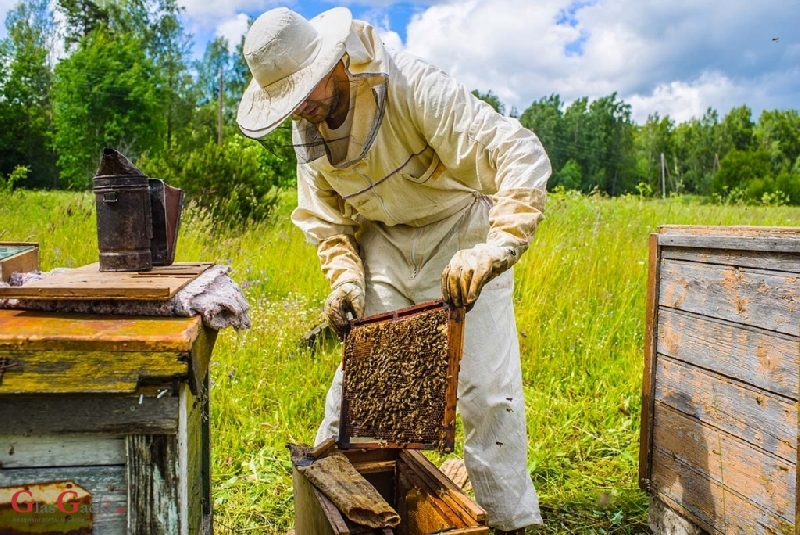 Pčelari u potpunosti iskoristili i ovogodišnju omotnicu - isplaćeno 14,8 milijuna kuna 