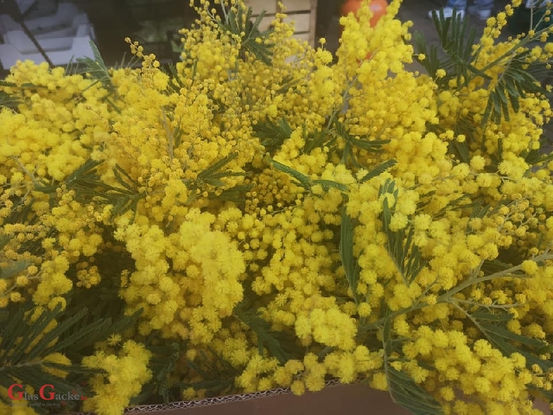 Ovogodišnje prve mimoze na otočkoj tržnici