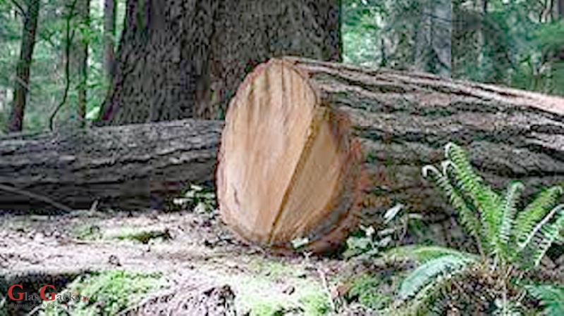 Drva su uvijek bila - na cijeni