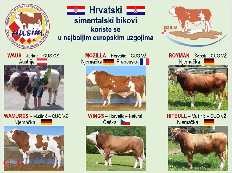 Povijesni uspjeh hrvatskog uzgoja goveda  Povijesni uspjeh hrvatskog uzgoja goveda