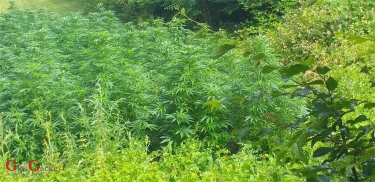 Uhićen dvojac iz Donjeg Kosinja koji su uzgajali marihuanu