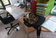 Antistresne mačke Antistresne mačke