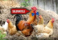 ZAPADNO BJESNILO: Udruga vegana razdvaja kokoši od pijetlova kako bi spriječili - silovanja