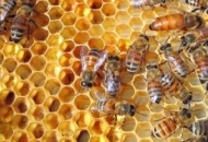 Donesen Nacionalni pčelarski program od 2020. do 2022.