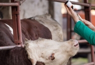 Besplatno cijepljenje i liječenje životinja na Banovini
