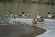 Zimsko prebrojavanje ptica na Plitvičkim jezerima