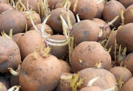 Nema više Tuberita, Tuberpropa, Neo-stopa … Nema više Tuberita, Tuberpropa, Neo-stopa …