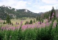 Edukativni nagradni kviz NP S. Velebit Edukativni nagradni kviz NP S. Velebit
