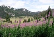 Edukativni nagradni kviz NP S. Velebit