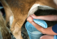 Uspješna pomoć malima mljekarama u otkupu mlijeka