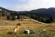 HIGHLANDER Velebit Croatia u potrazi za volonterima