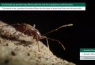 KoHo pedagogija KoHo pedagogija