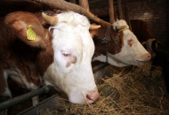Ostvaren kontakt s 1.223 PG-a i zaprimljeno 130 tona stočne hrane Ostvaren kontakt s 1.223 PG-a i zaprimljeno 130 tona stočne hrane