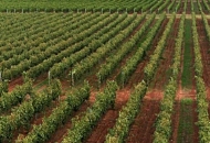 6 milijuna kuna potpore regionalnim organizacijama vinara i vinogradara 6 milijuna kuna potpore regionalnim organizacijama vinara i vinogradara