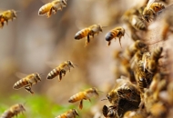Objavljen Pravilnik o provedbi Nacionalnog pčelarskog program od 2020. godine
