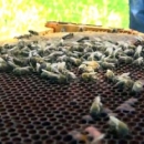 Znanost utvrdila - nozemoza je uzrok velikog pomora pčelinjih društava ove zime