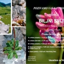 Biljni svijet Premužićeve staze na Velebitu