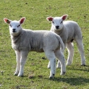 Ukralo janjce i - žvakaće gume