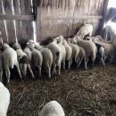 Mlada janjetina na cijeni