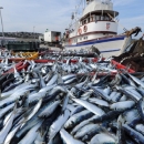 Digitalno ribarstvo postaje stvarnost – otvoren Portal gospodarskog ribolova