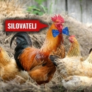 ZAPADNO BJESNILO: Udruga vegana razdvaja kokoši od pijetlova kako bi spriječili - silovanja