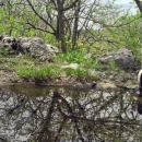Lokve na Velebitu, spas za brojne životinje