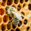 Namireni pčelari iz poticaja