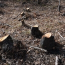 Dva kaznena, tri prometne i dva javna reda i mira