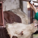 Besplatno cijepljenje i liječenje životinja na Banovini