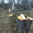 Osumnjičen za krađu drva