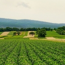 Država najavljuje promjenu u politici poticanja u poljoprivrednoj proizvodnji