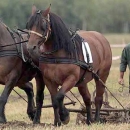 Hoćemo li se opet dohvatiti pluga i motike?