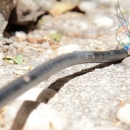 Evidentirana dva kaznena djela